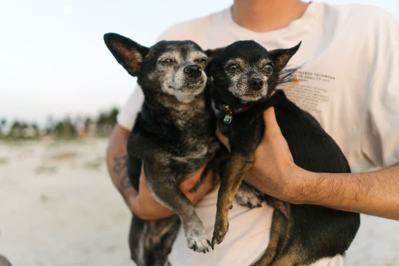 Tutor abraçando dois cães idosos