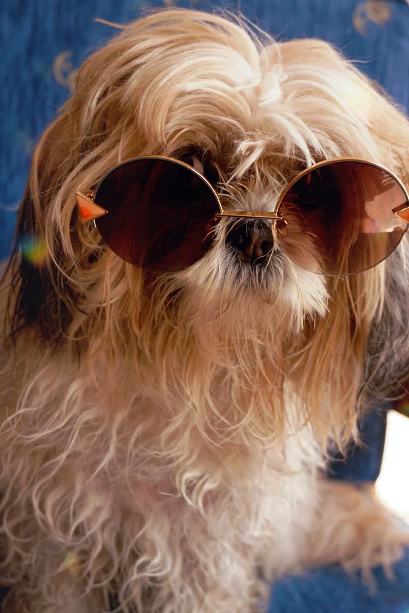 Cão estiloso com óculos de sol
