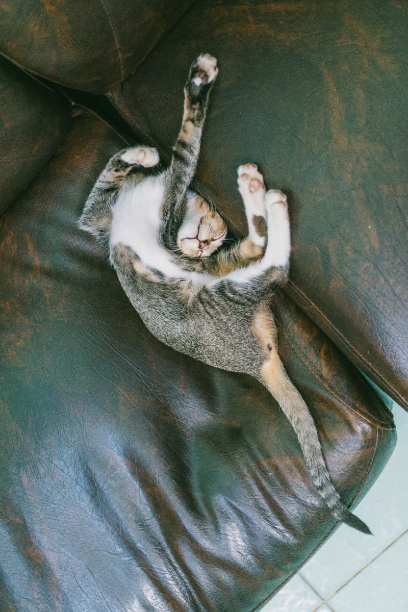 Gatinho relaxando