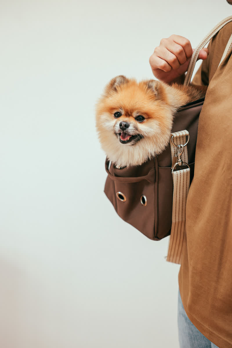 Lulu da pomerânia em bolsa de transporte
